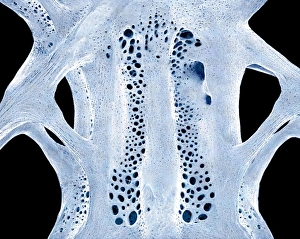 Scanning Electron Micrograph SEM Prints: Fish bone, SEM C015 / 8070