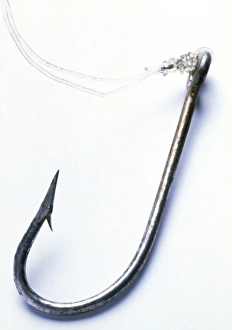 Fish hook Fish hook