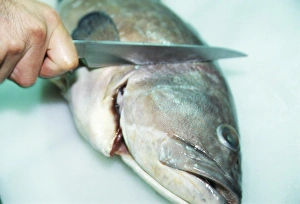 Kitchen Knife Techniques Prints: Fish preparation
