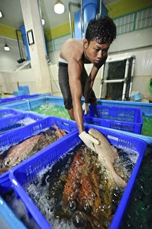 Prints of Fish processing plant, Indonesia. Live grouper being processed at the Pulau Mas facility in Denpasar, Bali, Indonesia. These fish are destined for export to Hong Kong Images Dated 2013 February: Live Grouper Processing Print