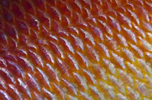 Maldives Marine Life Prints: Detail of fish scales