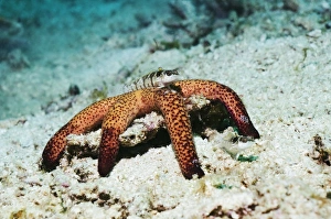 Rinca Island Wildlife Prints: Fish on a starfish