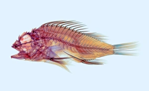 Bony Fish Anatomy Prints: Fish, X-ray