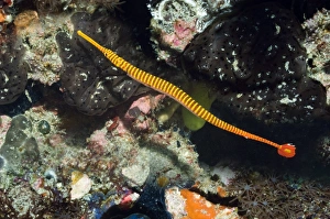 Rinca Island Wildlife Prints: Flagtail pipefish with eggs