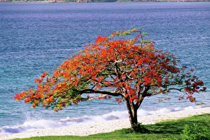 Prints of Flamboyant tree (Delonix regia) on a seashore. This tree, also known as Royal Poinciana, is native to Madagascar but is found from North to South America, and throughout the Caribbean region Images Dated 2004 October: Delonix regia Print - Royal Poinciana Tree on Seashore