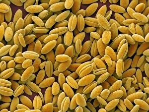 Prints of Flame lily (Gloriosa sp.) pollen grains, coloured scanning electron micrograph (SEM) Images Dated 2009 September: Flame lily pollen print, SEM image of highly sculptured grains
