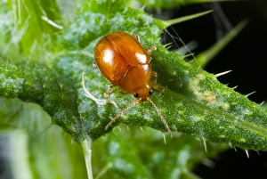 Insect Photography Poland Prints: Flea beetle on a thistle