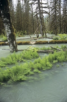 Flooded Forest Prints: Flooded forest