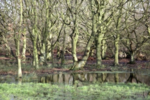 Norfolk Landscape Photography Prints: Flooded trees