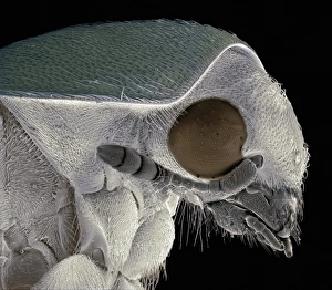 Images Dated 28th September 2011: Flour Beetle Print, SEM Image