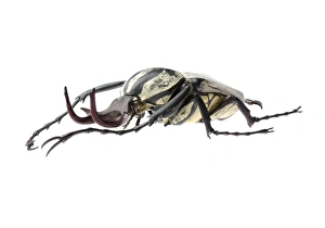 Beetle Species Prints: Flower beetle