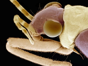 Compound Eyes Insect Prints: Flower bug, SEM