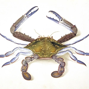 Flower crab, 18th century artwork C016/5863 Flower crab, 18th century artwork C016/5863