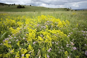 Wildflower Meadows In Europe Prints: Flower meadow