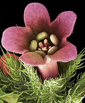 Coloured Scanning Electron Micrograph Prints: Flower, SEM