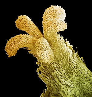 Plant Reproductive Structures Prints: Flower stigma, SEM