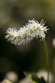 Ornamental Grasses Prints: Flowering grasshead