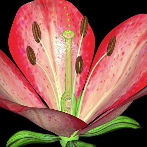 Plant Reproduction Process Prints: Flowers reproductive structures, artwork