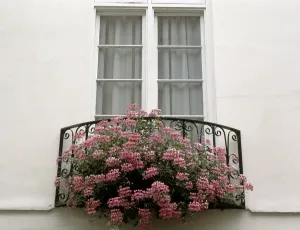 Pelargonium Species Prints: Geraniums in a window box
