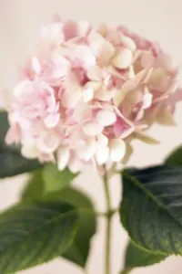 Hydrangea Flower Print