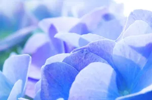 Hydrangea Flowers Prints: Hydrangea (Hydrangea macrophylla)