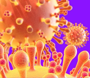 Flu Virus Structure Prints: Flu virus particles, artwork