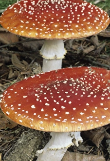 Toxic Mushrooms Prints: Fly Agaric