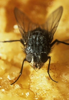 The fly Calliphora erythricephala on leftover food The fly Calliphora erythricephala on leftover food