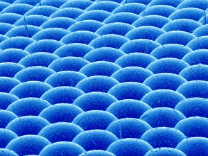 Fly compound eye Print: Coloured SEM of hover fly ommatidia lenses