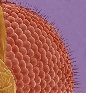 Ommatidia Structure Prints: Fly eye, SEM