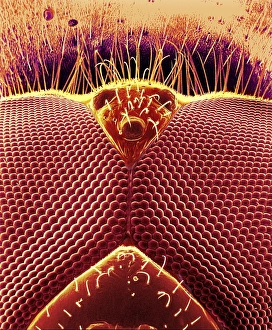 Compound Eye Structure Prints: Fly eyes, SEM