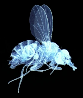 Compound Eye Structure Prints: Fly, light micrograph
