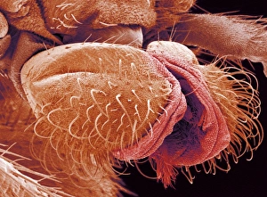 Fly mouthparts, SEM Fly mouthparts, SEM