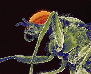 Compound Eye Anatomy Prints: Fly, SEM