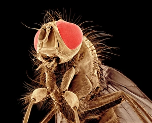 Compound Eyes Prints: Fly, SEM C015 / 8078
