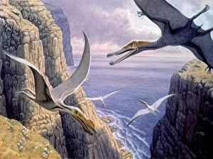 Prints of Flying pterosaurs, artwork. Pterosaurs were flying reptiles that inhabited what is now North America and Europe during the late Cretaceous period, between 85 and 75 million years ago Images Dated 2006 June: Flying Pterosaurs Print