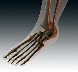 Foot bones Print, Computer artwork