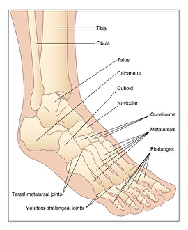 Images Dated 9th December 2010: Foot Bones Print