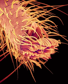 Foot of jumping spider, SEM Foot of jumping spider, SEM
