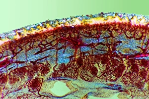 Human Foot Skin Tissue Print