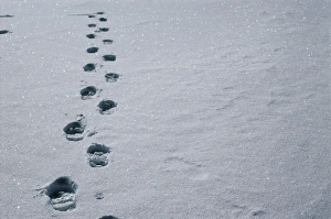 Footprints In Snow Prints: Footprints in snow