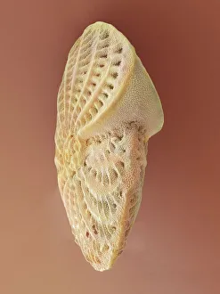 Foraminiferan test SEM Print