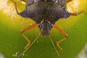 Shield Bug Prints: Forest bug on an acorn
