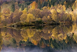 Perthshire Landscape Photography Prints: Forest reflected in a loch
