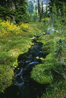 Forest Scenery Photos Prints: Forest stream