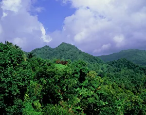 Prints of The forests of Grenada Images Dated 2004 July: Grenada Forest Print