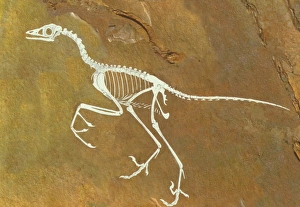 Fossil of Archaeopterix, one of the first birds Fossil of Archaeopterix, one of the first birds
