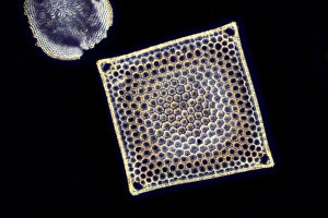 Fossil diatom print, darkfield illuminated light micrograph