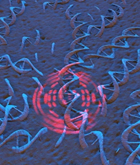 Images Dated 22nd November 2011: Fossil DNA X-Ray Diffraction Print