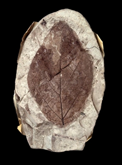 Cretaceous Period Fossils Prints: Fossil leaf C016 / 5959